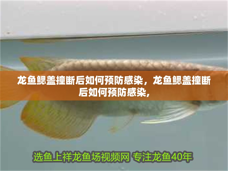 龍魚鰓蓋撞斷后如何預防感染，龍魚鰓蓋撞斷后如何預防感染, 龍魚鰓蓋撞斷后如何預防感染，龍魚鰓蓋撞斷后如何預防感染, 龍魚百科