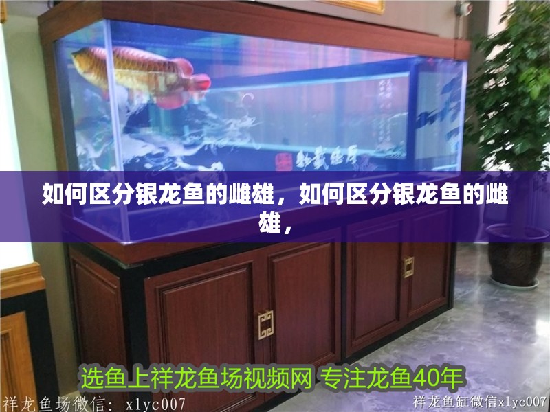 如何區(qū)分銀龍魚的雌雄，如何區(qū)分銀龍魚的雌雄，