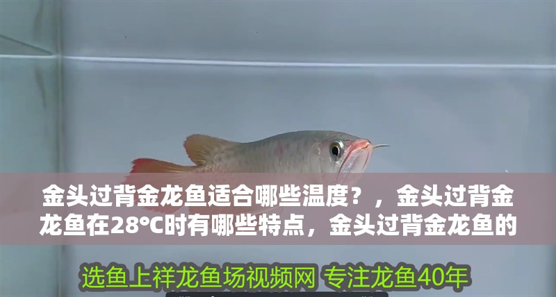 金頭過背金龍魚適合哪些溫度？，金頭過背金龍魚在28℃時有哪些特點，金頭過背金龍魚的特點