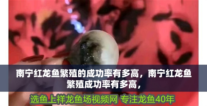 南寧紅龍魚繁殖的成功率有多高，南寧紅龍魚繁殖成功率有多高，