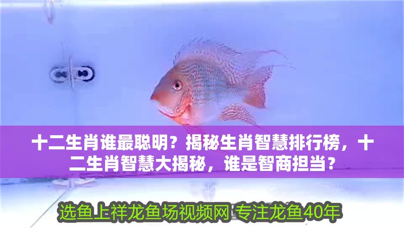 十二生肖誰最聰明？揭秘生肖智慧排行榜，十二生肖智慧大揭秘，誰是智商擔當？