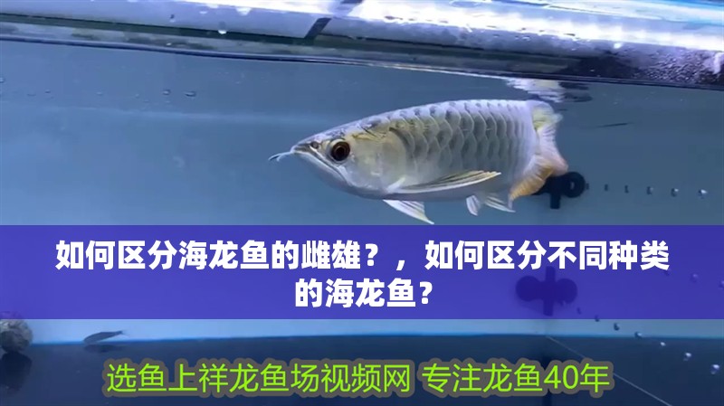 如何區分海龍魚的雌雄？，如何區分不同種類的海龍魚？