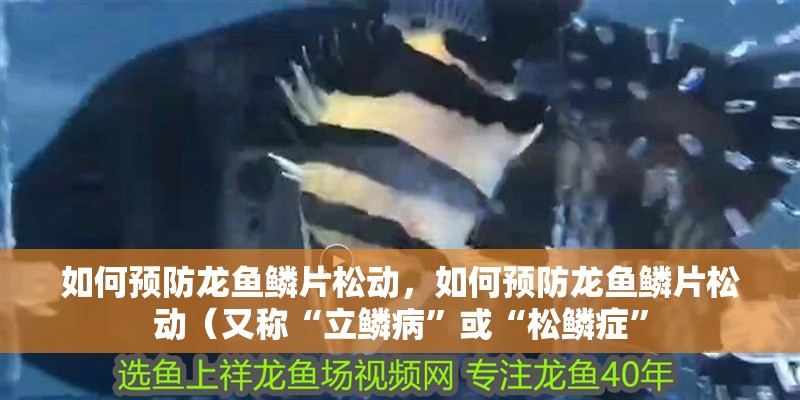 如何預防龍魚鱗片松動，如何預防龍魚鱗片松動（又稱“立鱗病”或“松鱗癥”