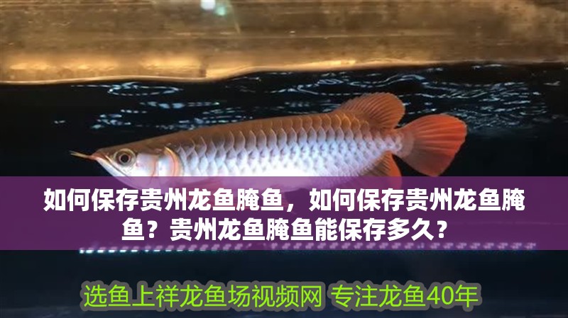如何保存貴州龍魚(yú)腌魚(yú)，如何保存貴州龍魚(yú)腌魚(yú)？貴州龍魚(yú)腌魚(yú)能保存多久？ 如何保存貴州龍魚(yú)腌魚(yú)，如何保存貴州龍魚(yú)腌魚(yú)？貴州龍魚(yú)腌魚(yú)能保存多久？ 龍魚(yú)百科