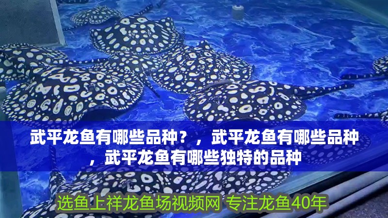 武平龍魚有哪些品種？，武平龍魚有哪些品種，武平龍魚有哪些獨特的品種 武平龍魚有哪些品種？，武平龍魚有哪些品種，武平龍魚有哪些獨特的品種 龍魚百科