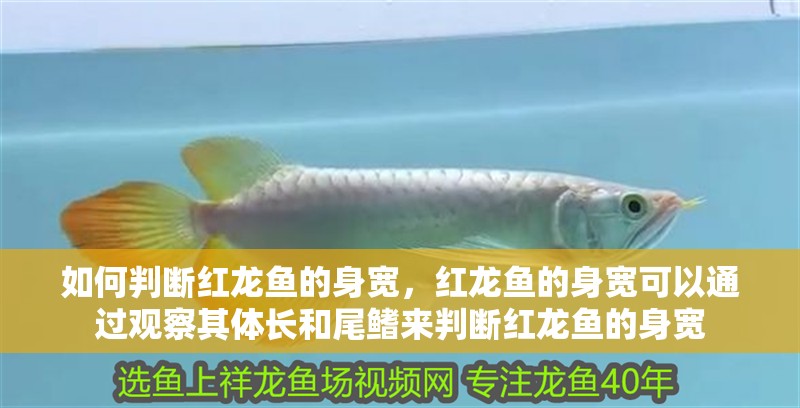 如何判斷紅龍魚的身寬，紅龍魚的身寬可以通過觀察其體長和尾鰭來判斷紅龍魚的身寬
