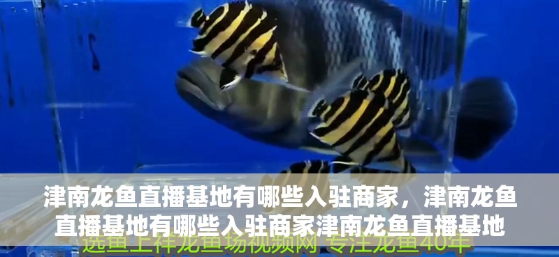 津南龍魚直播基地有哪些入駐商家，津南龍魚直播基地有哪些入駐商家津南龍魚直播基地 津南龍魚直播基地有哪些入駐商家，津南龍魚直播基地有哪些入駐商家津南龍魚直播基地 龍魚百科