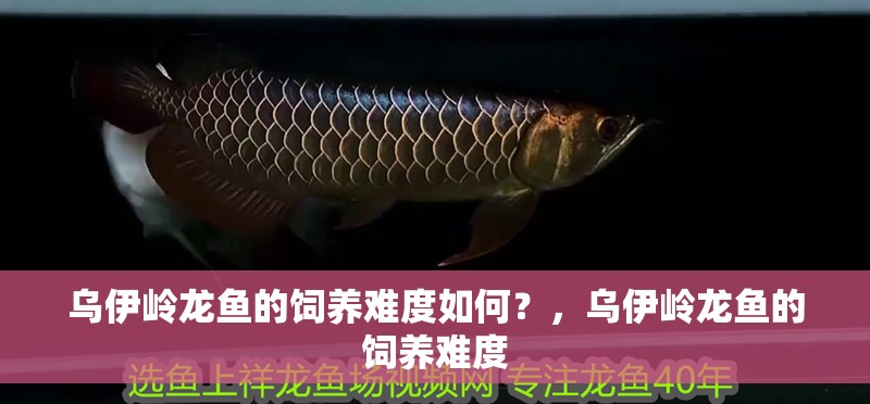 烏伊嶺龍魚的飼養(yǎng)難度如何？，烏伊嶺龍魚的飼養(yǎng)難度 烏伊嶺龍魚的飼養(yǎng)難度如何？，烏伊嶺龍魚的飼養(yǎng)難度 龍魚百科