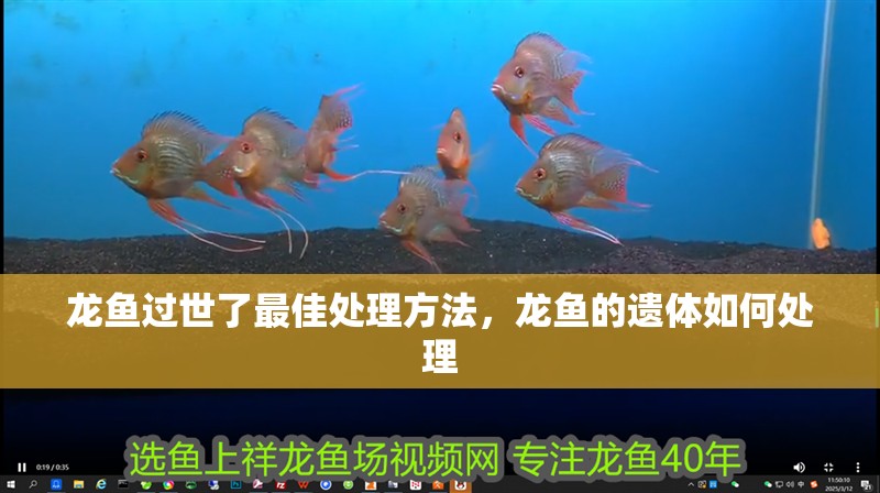 龍魚過世了最佳處理方法，龍魚的遺體如何處理 龍魚過世了最佳處理方法，龍魚的遺體如何處理 龍魚百科
