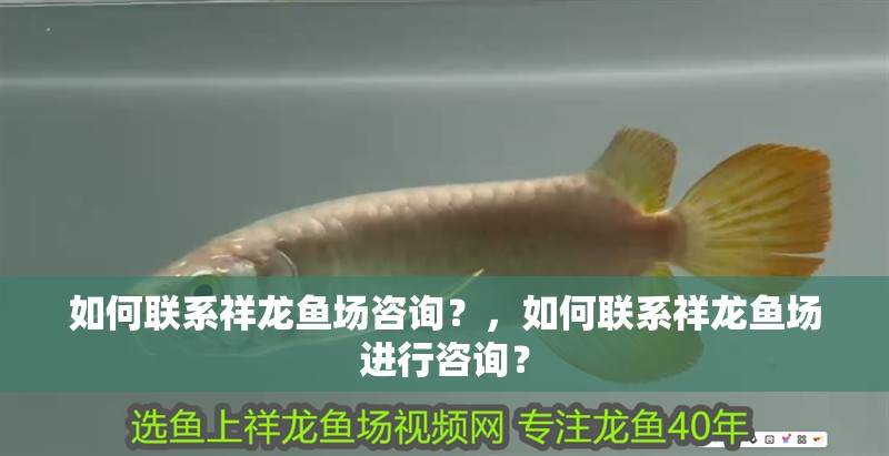 如何聯(lián)系祥龍魚場咨詢？，如何聯(lián)系祥龍魚場進(jìn)行咨詢？