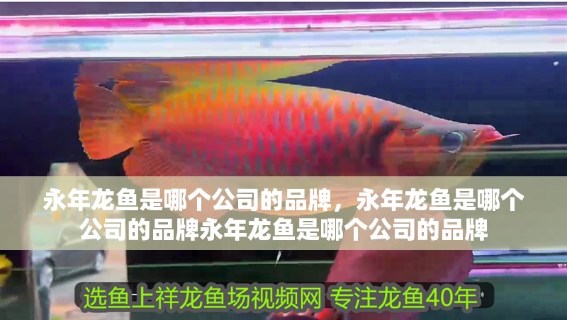 什么魚能和龍魚、虎魚混養(龍魚能和虎魚混養嗎) 永年龍魚是哪個公司的品牌,永年龍魚是哪個公司的品牌永年龍魚是哪個公司的品牌 龍魚百科 永年龍魚是哪個公司的品牌,永年龍魚是哪個公司的品牌永年龍魚是哪個公司的品牌 永年龍魚是哪個公司的品牌,永年龍魚是哪個公司的品牌永年龍魚是哪個公司的品牌 龍魚百科