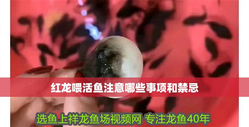 紅龍喂活魚注意哪些事項和禁忌