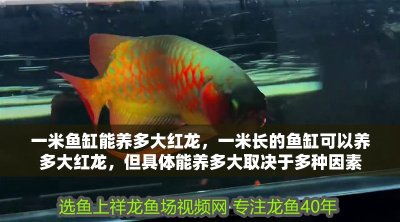 一米魚缸能養(yǎng)多大紅龍，一米長的魚缸可以養(yǎng)多大紅龍，但具體能養(yǎng)多大取決于多種因素