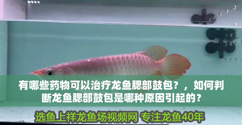有哪些藥物可以治療龍魚腮部鼓包？，如何判斷龍魚腮部鼓包是哪種原因引起的？