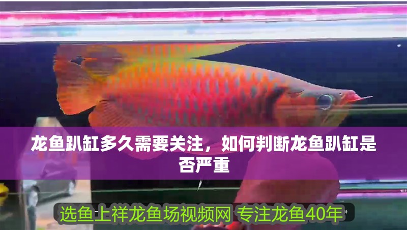 龍魚趴缸多久需要關注，如何判斷龍魚趴缸是否嚴重