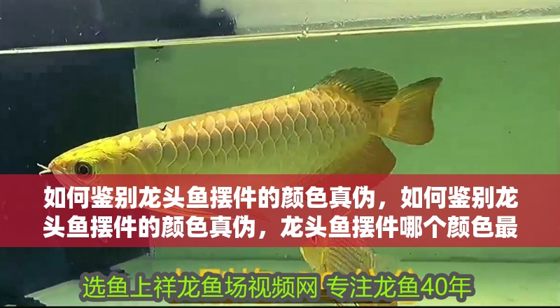 如何鑒別龍頭魚擺件的顏色真?zhèn)危绾舞b別龍頭魚擺件的顏色真?zhèn)危堫^魚擺件哪個顏色最有收藏價值 如何鑒別龍頭魚擺件的顏色真?zhèn)?，如何鑒別龍頭魚擺件的顏色真?zhèn)?，龍頭魚擺件哪個顏色最有收藏價值 龍魚百科
