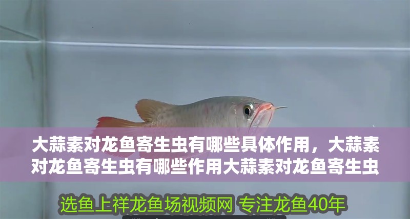 大蒜素對龍魚寄生蟲有哪些具體作用，大蒜素對龍魚寄生蟲有哪些作用大蒜素對龍魚寄生蟲有哪些作用