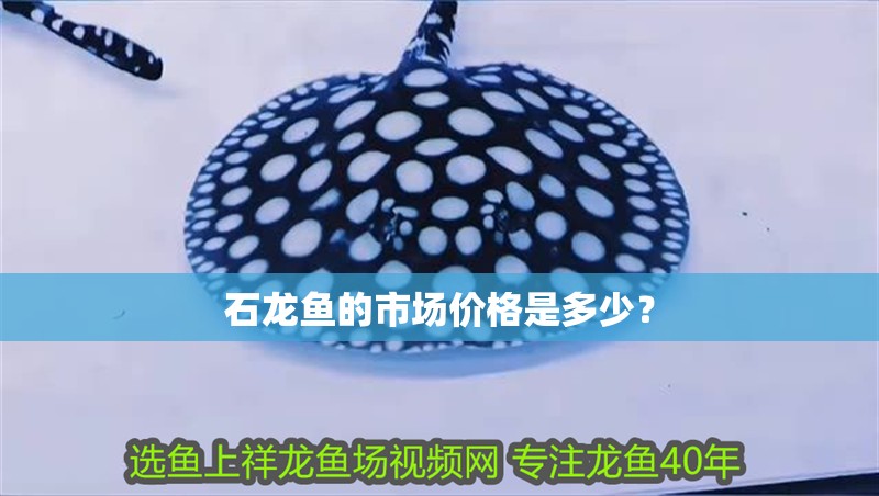 石龍魚的市場價格是多少？
