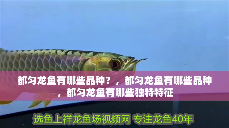都勻龍魚有哪些品種？，都勻龍魚有哪些品種，都勻龍魚有哪些獨(dú)特特征 都勻龍魚有哪些品種？，都勻龍魚有哪些品種，都勻龍魚有哪些獨(dú)特特征 龍魚百科