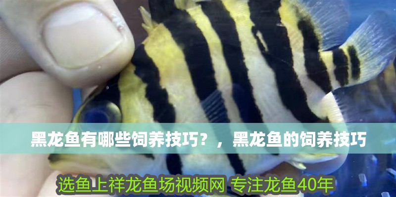 黑龍魚(yú)有哪些飼養(yǎng)技巧？，黑龍魚(yú)的飼養(yǎng)技巧