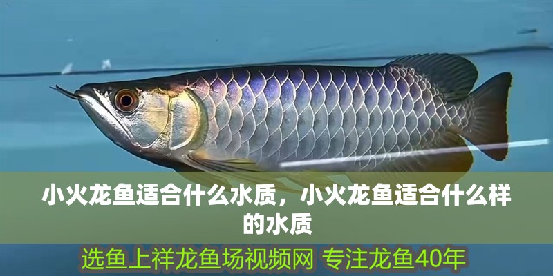 小火龍魚適合什么水質，小火龍魚適合什么樣的水質