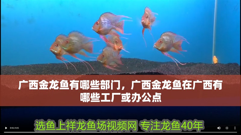 廣西金龍魚有哪些部門，廣西金龍魚在廣西有哪些工廠或辦公點