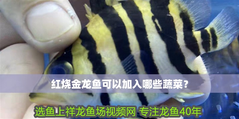 紅燒金龍魚可以加入哪些蔬菜？