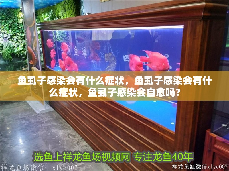 龍魚干蝦有營養嗎 魚虱子感染會有什么癥狀,魚虱子感染會有什么癥狀,魚虱子感染會自愈嗎? 龍魚百科 魚虱子感染會有什么癥狀,魚虱子感染會有什么癥狀,魚虱子感染會自愈嗎? 魚虱子感染會有什么癥狀,魚虱子感染會有什么癥狀,魚虱子感染會自愈嗎? 龍魚百科