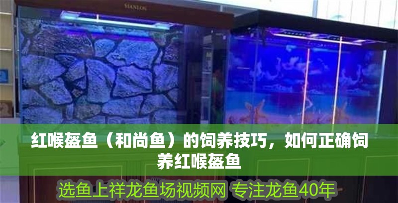 紅喉盔魚（和尚魚）的飼養技巧，如何正確飼養紅喉盔魚