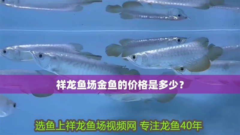 祥龍魚場金魚的價(jià)格是多少？ 祥龍魚場金魚的價(jià)格是多少？ 龍魚百科