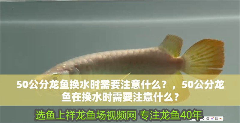 50公分龍魚換水時需要注意什么？，50公分龍魚在換水時需要注意什么？