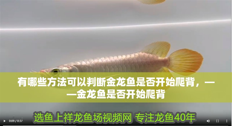 我的虎魚真菌感染了要怎么處理 有哪些方法可以判斷金龍魚是否開始爬背,——金龍魚是否開始爬背 龍魚百科 有哪些方法可以判斷金龍魚是否開始爬背,——金龍魚是否開始爬背 有哪些方法可以判斷金龍魚是否開始爬背,——金龍魚是否開始爬背 龍魚百科