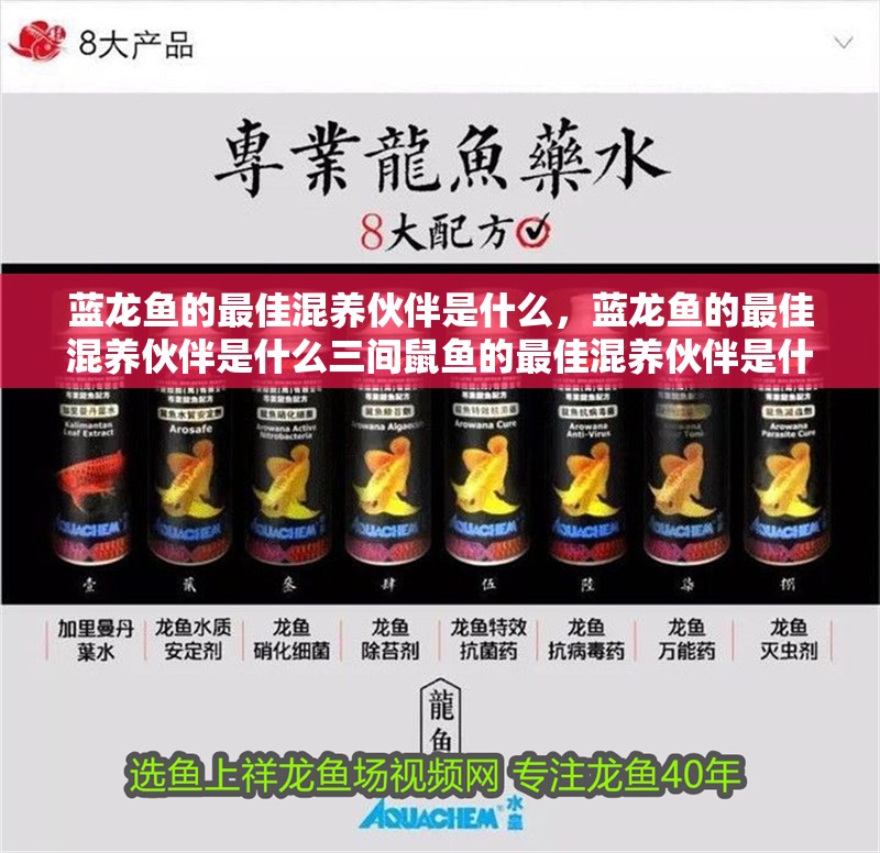 藍龍魚的最佳混養伙伴是什么，藍龍魚的最佳混養伙伴是什么三間鼠魚的最佳混養伙伴是什么