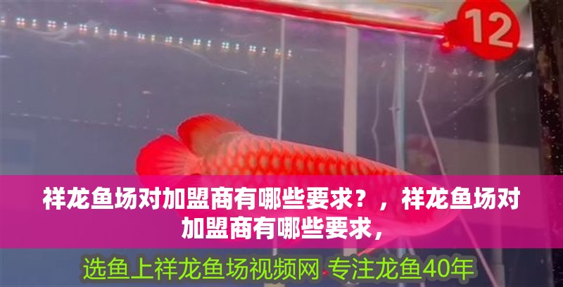 祥龍魚場對加盟商有哪些要求？，祥龍魚場對加盟商有哪些要求， 祥龍魚場對加盟商有哪些要求？，祥龍魚場對加盟商有哪些要求， 龍魚百科