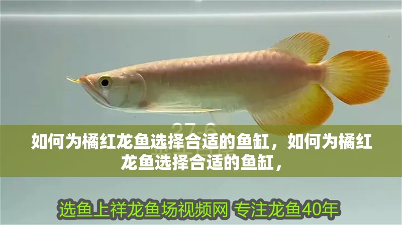 魚缸用增氧泵價格是多少:魚缸增氧機-xtrac增氧機-xtrac增氧機 如何為橘紅龍魚選擇合適的魚缸,如何為橘紅龍魚選擇合適的魚缸, 龍魚百科 如何為橘紅龍魚選擇合適的魚缸,如何為橘紅龍魚選擇合適的魚缸, 如何為橘紅龍魚選擇合適的魚缸,如何為橘紅龍魚選擇合適的魚缸, 龍魚百科