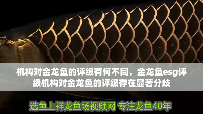 機(jī)構(gòu)對金龍魚的評級有何不同，金龍魚esg評級機(jī)構(gòu)對金龍魚的評級存在顯著分歧