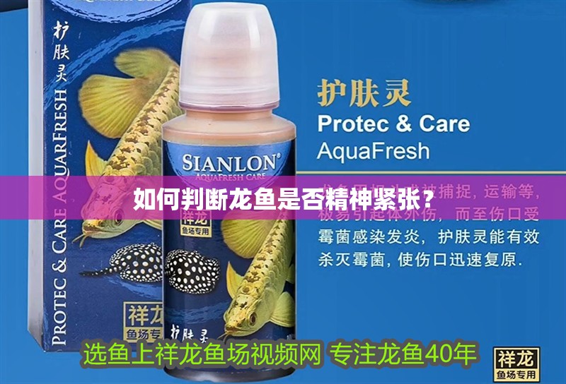 如何判斷龍魚是否精神緊張？