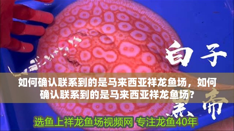 如何確認聯系到的是馬來西亞祥龍魚場，如何確認聯系到的是馬來西亞祥龍魚場？ 如何確認聯系到的是馬來西亞祥龍魚場，如何確認聯系到的是馬來西亞祥龍魚場？ 龍魚百科