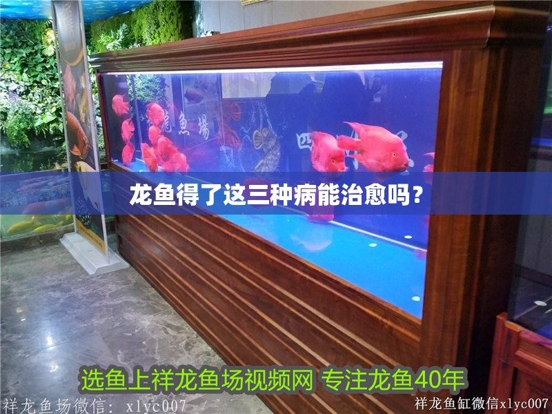 龍魚得了這三種病能治愈嗎？