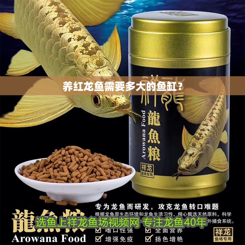 養紅龍魚需要多大的魚缸？