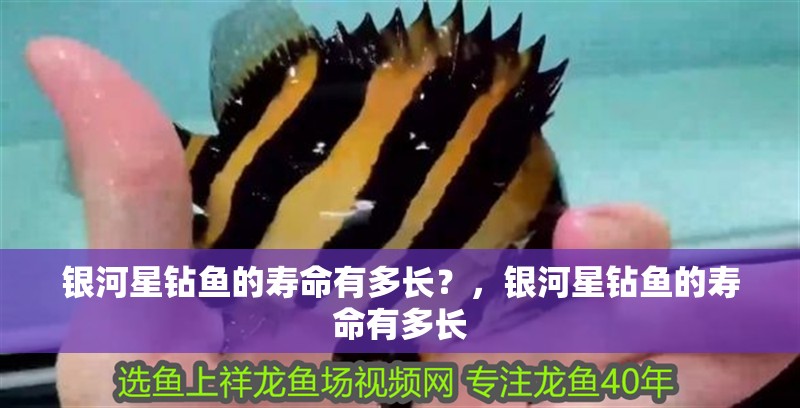 銀河星鉆魚的壽命有多長？，銀河星鉆魚的壽命有多長