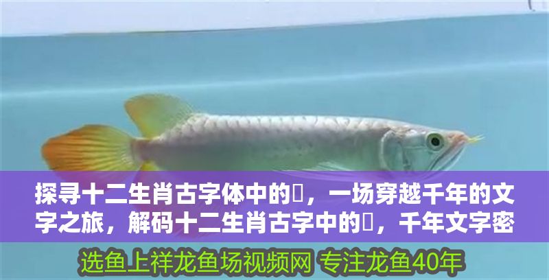 探尋十二生肖古字體中的乛，一場穿越千年的文字之旅，解碼十二生肖古字中的乛，千年文字密碼的奇幻之旅