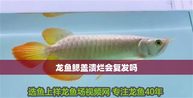 龍魚鰓蓋潰爛會復發嗎