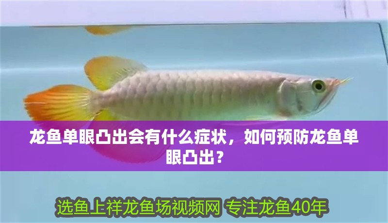 龍魚單眼凸出會有什么癥狀，如何預防龍魚單眼凸出？