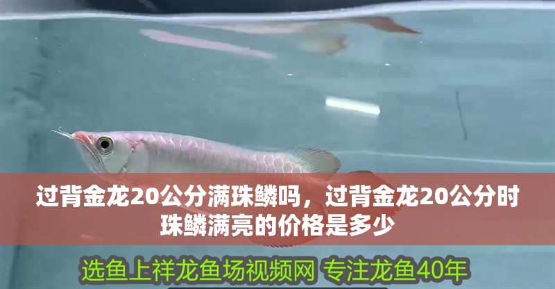 過背金龍20公分滿珠鱗嗎，過背金龍20公分時珠鱗滿亮的價格是多少 過背金龍20公分滿珠鱗嗎，過背金龍20公分時珠鱗滿亮的價格是多少 龍魚百科