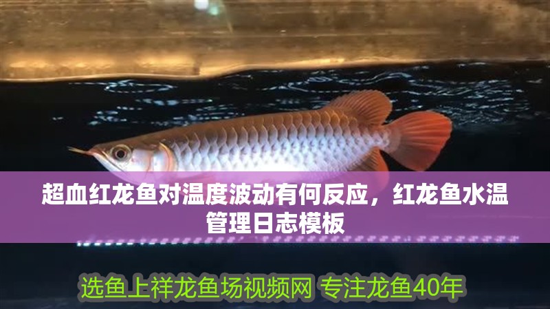 超血紅龍魚對溫度波動有何反應(yīng)，紅龍魚水溫管理日志模板