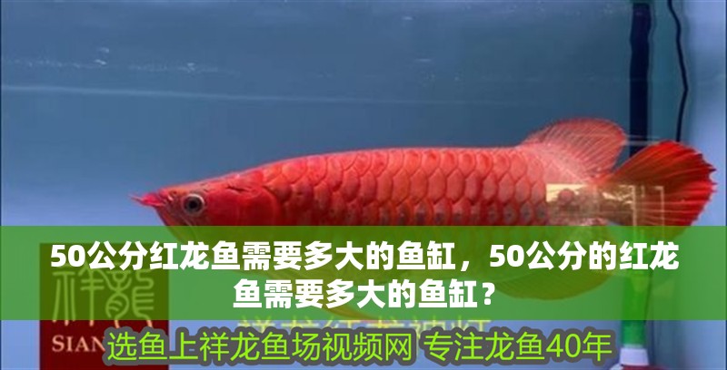 50公分紅龍魚需要多大的魚缸，50公分的紅龍魚需要多大的魚缸？