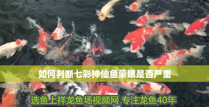 如何判斷七彩神仙魚蒙眼是否嚴重