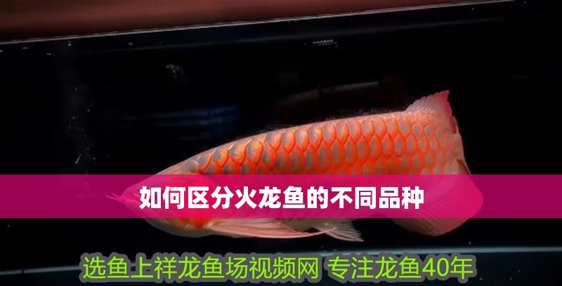 如何區分火龍魚的不同品種 如何區分火龍魚的不同品種 龍魚百科
