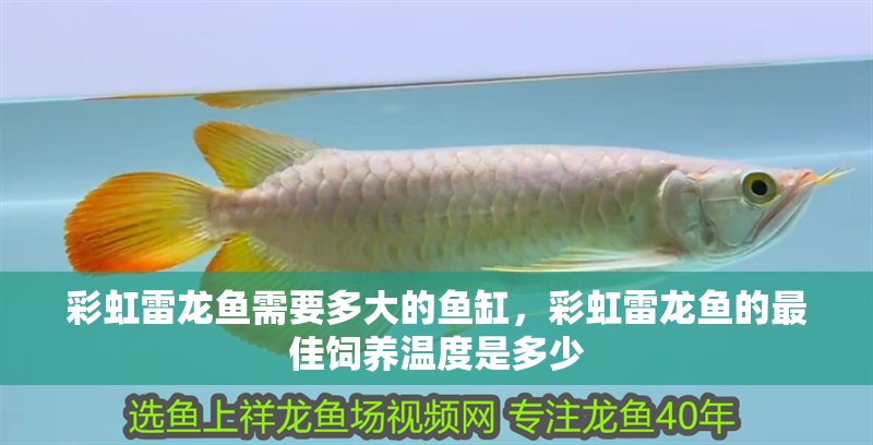 彩虹雷龍魚需要多大的魚缸，彩虹雷龍魚的最佳飼養(yǎng)溫度是多少